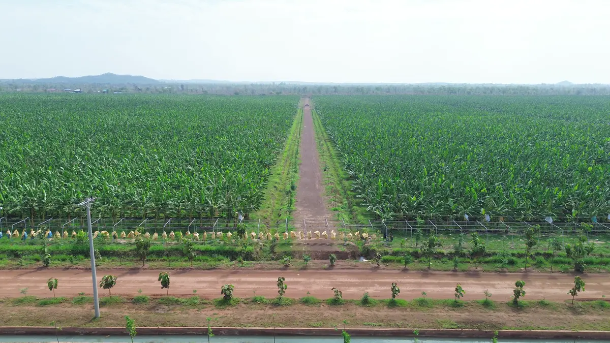 Cavendish banana